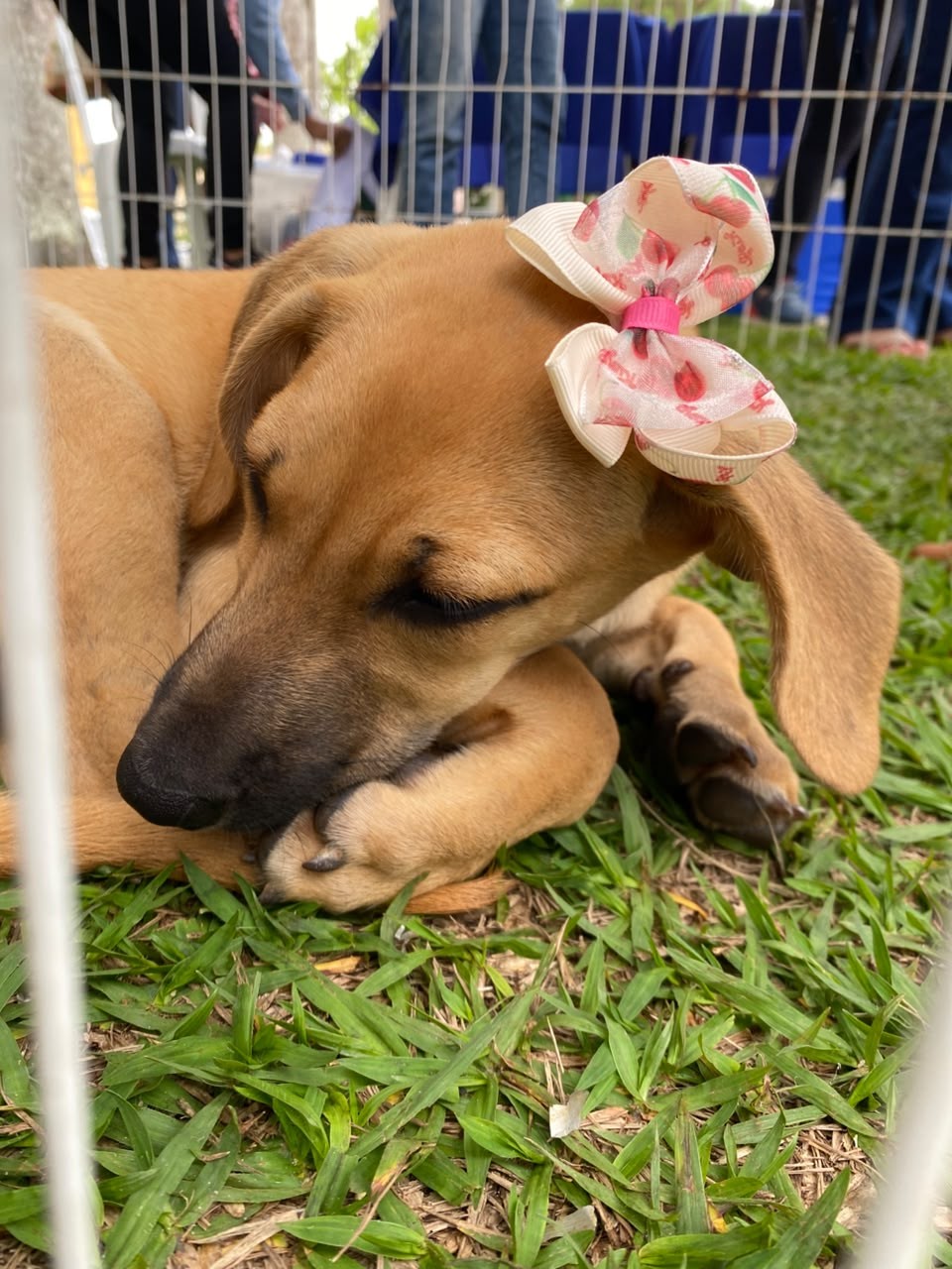 'Caminhada do Amicão' reúne famílias e animais de estimação em Vassouras; veja fotos — Foto: Divulgação/TV Rio Sul