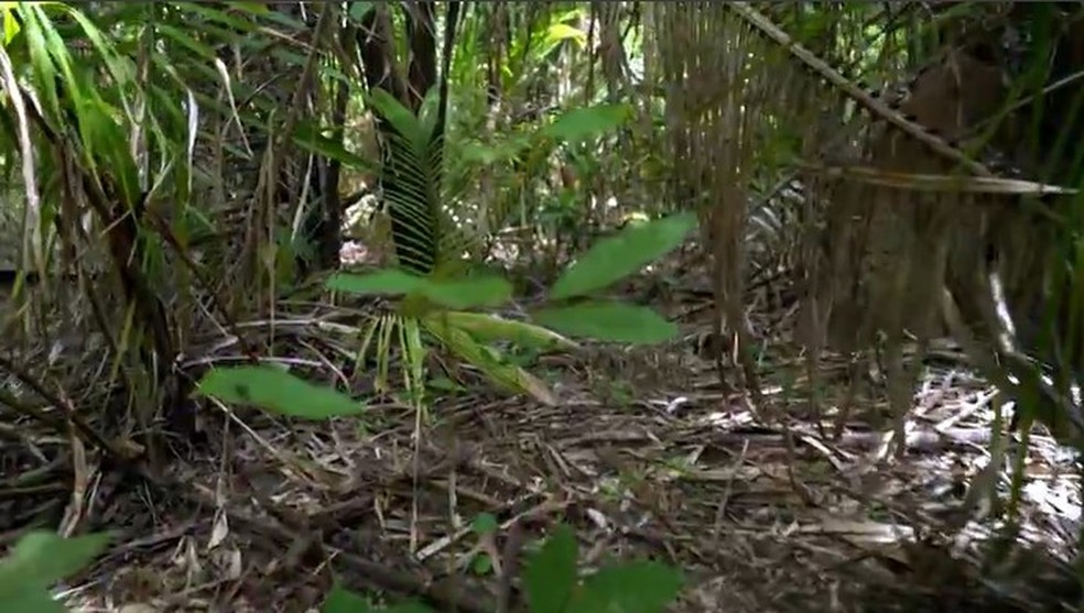 Menino de 8 anos dá detalhes do trajeto que percorreu com primos em mata — Foto: Reprodução/TV Globo