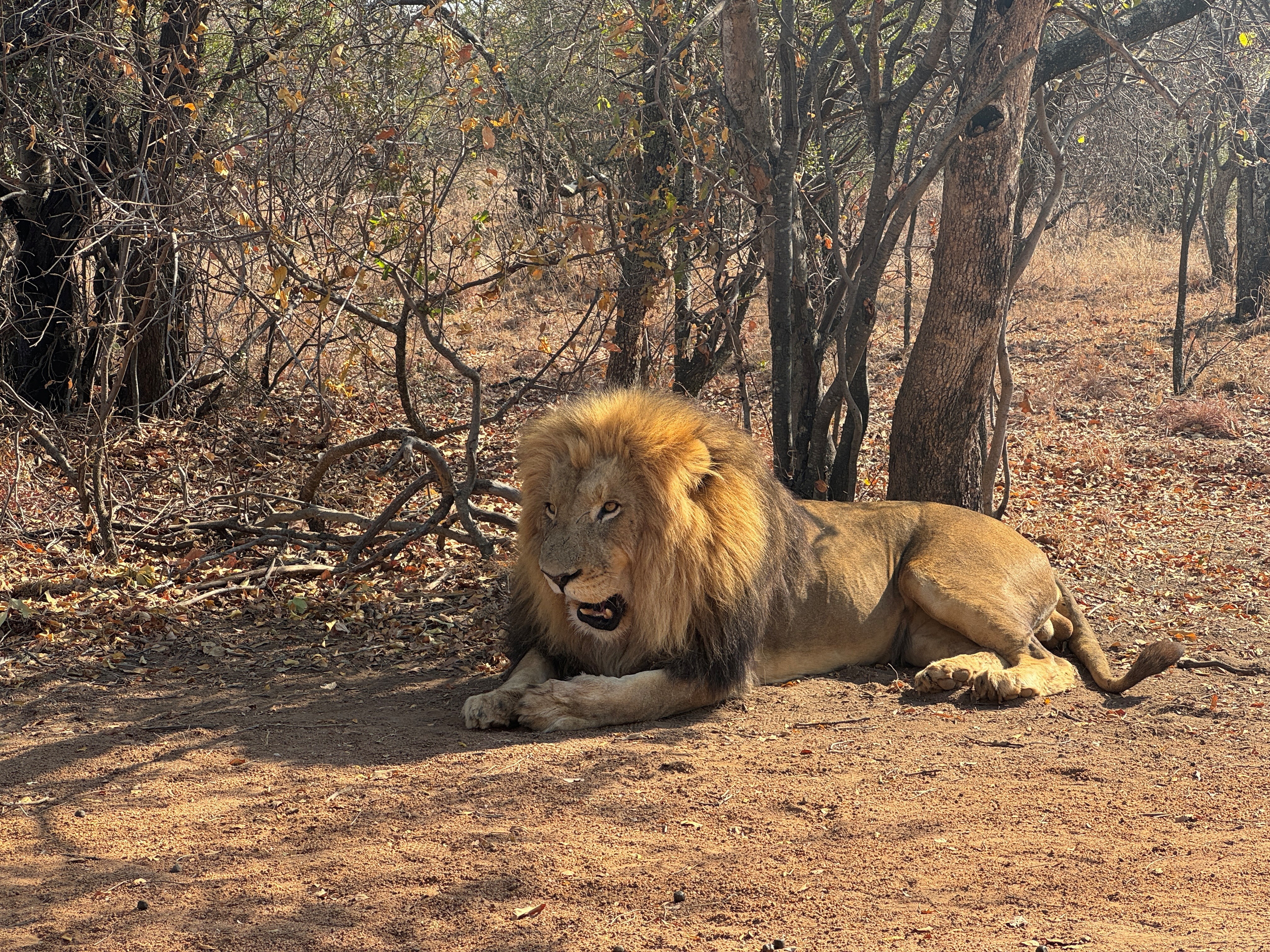 Leão mata homem em alojamento de luxo durante safari na Namíbia