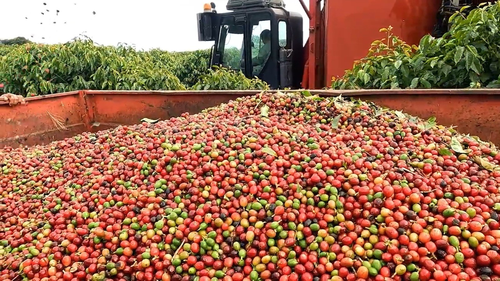 Gestão rural inclui medidas de prevenção trabalhista na cafeicultura