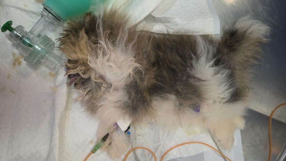 Fiscalização encontra 40 cães em situação de maus-tratos em Uberlândia; homem foi preso