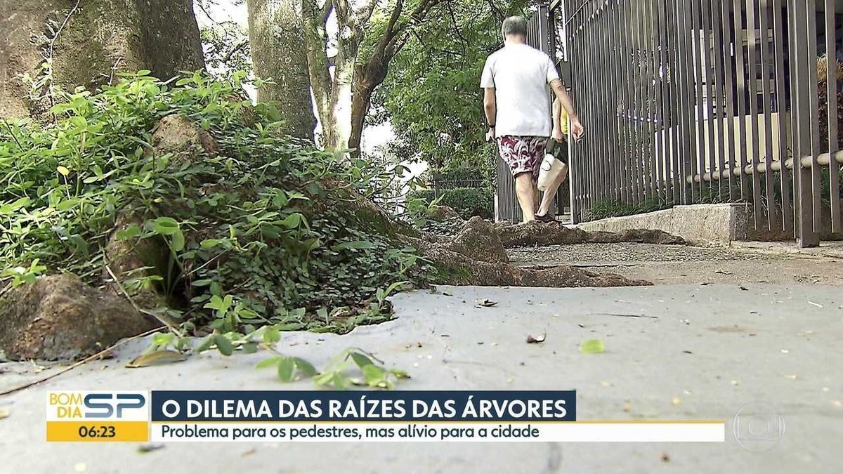 Qualquer um pode plantar árvores nas calçadas, desde que siga regras, diz  ambientalista – SAAP