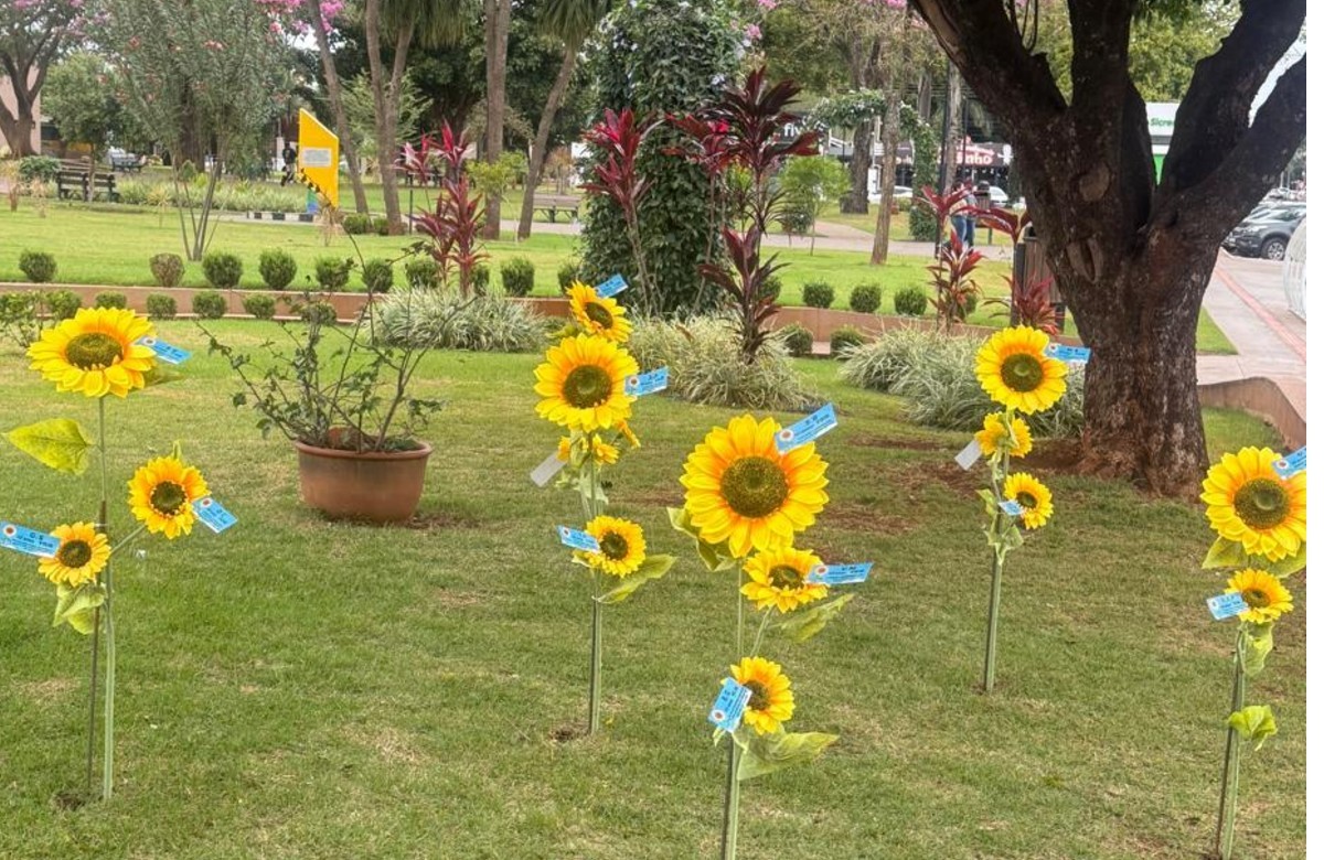 'Não viram o sol brilhar': girassóis são plantados em homenagem à s vÃtimas de feminicÃdio em MS