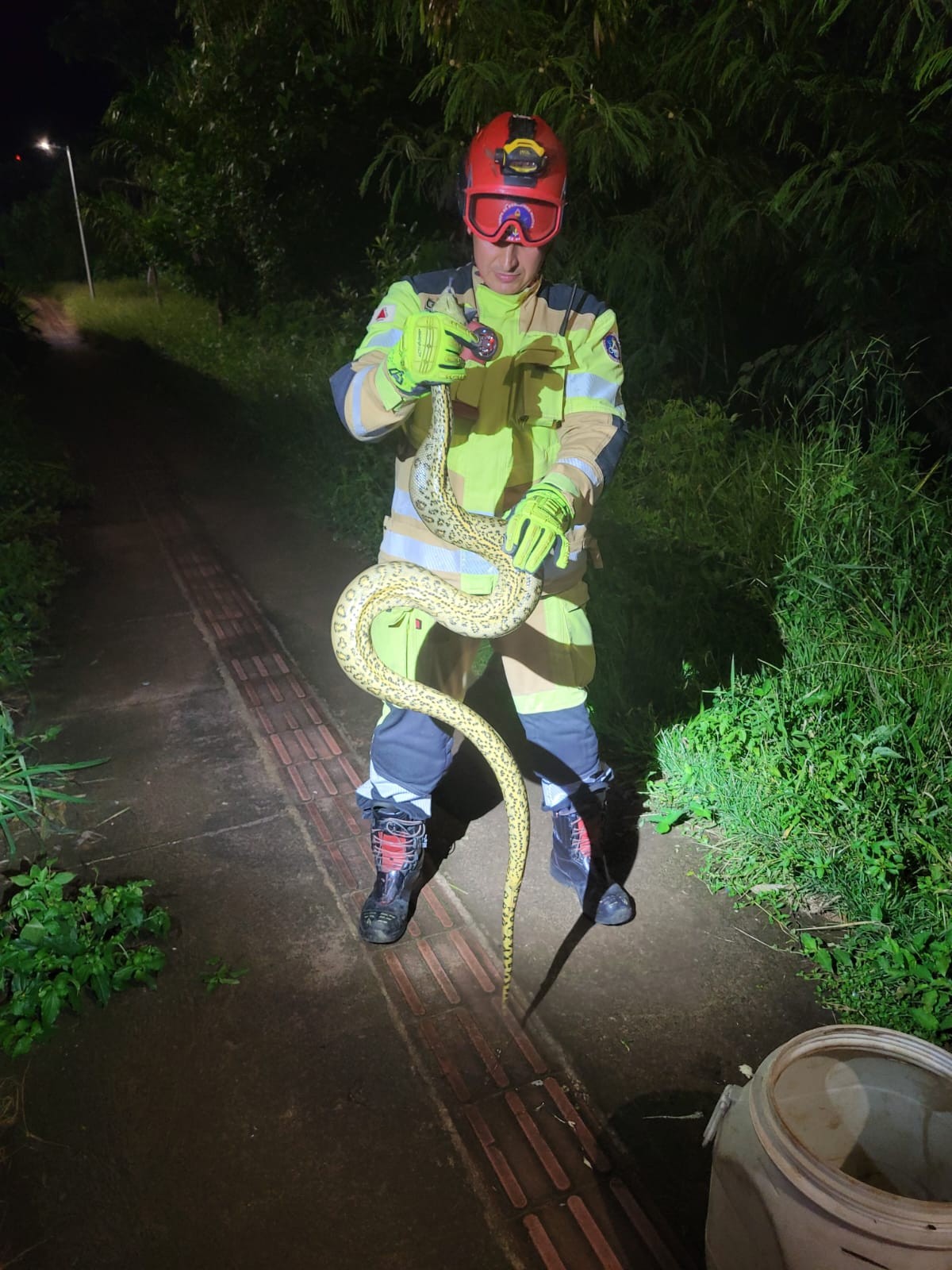 VÍDEO: Bombeiros capturam sucuri de 2 metros perto de pista de caminhada em Uberlândia