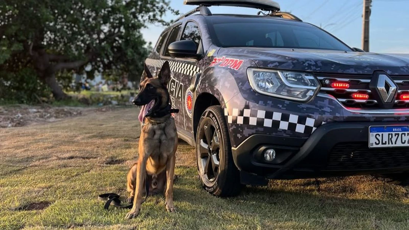 Cão policial morre atropelado durante treinamento no Piauí
