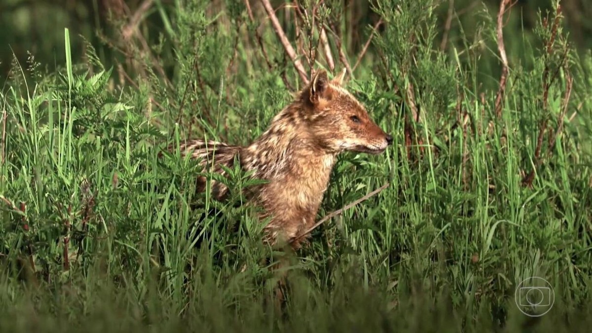 The golden jackal, which originated in India, is spreading across Europe and making the news;  understand |  Globo Reporter