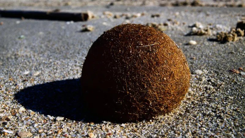 O que são as 'bolas de Netuno' cheias de plástico que aparecem nas praias?