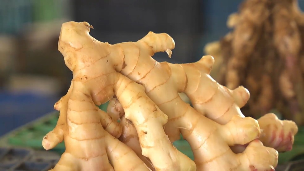 O gengibre é o quarto produto mais importante do agronegócio capixaba, atrás somente do café, da celulose e da pimenta do reino — Foto: Reprodução/ TV Gazeta