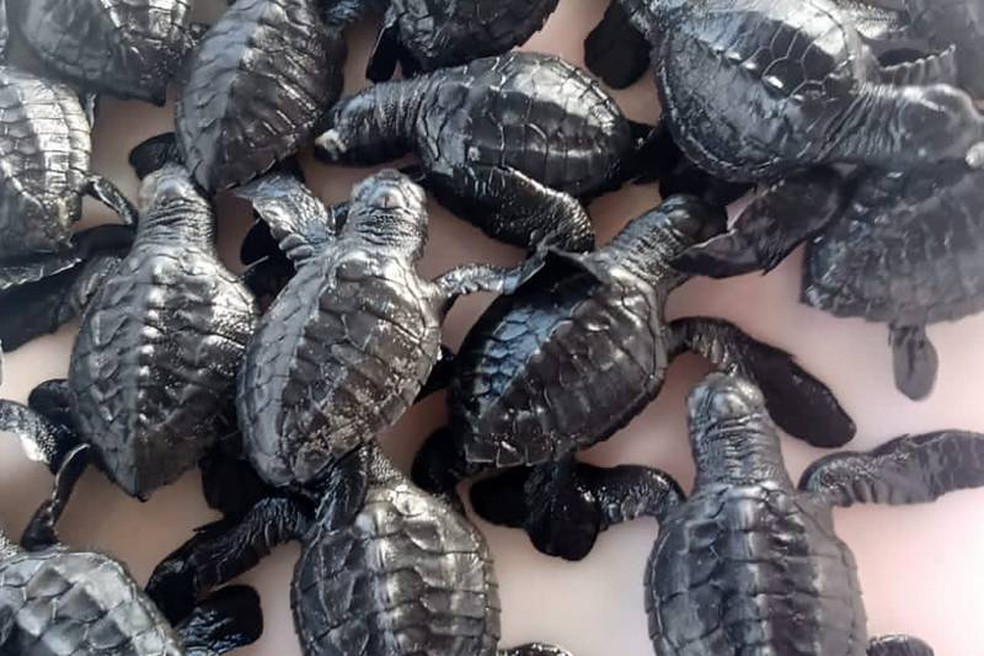 Lepidochelys olivacea (tartaruga-oliva) — Foto: Agência Pará