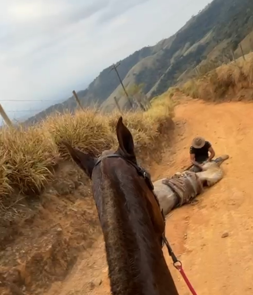 Tutor tenta justificar corte das patas de cavalo em Bananal; veja o que se sabe