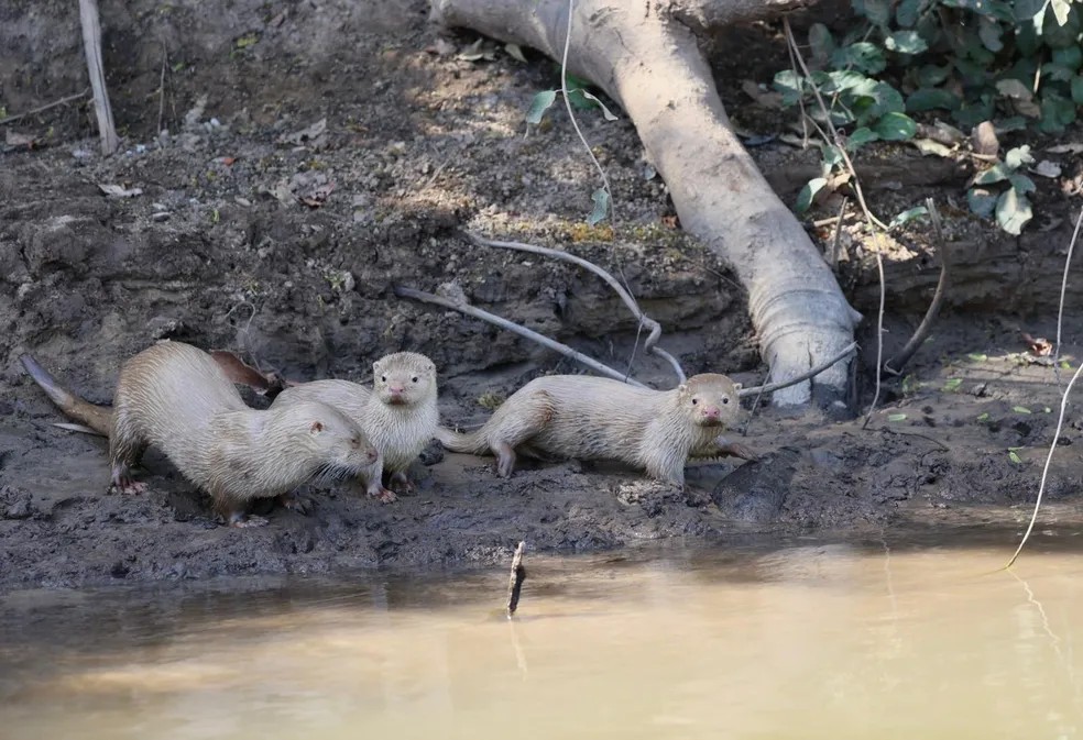 Lontra leucística flagrada com dois filhotes no MS em 2022 — Foto: Divulgação/Pousada Aguapé