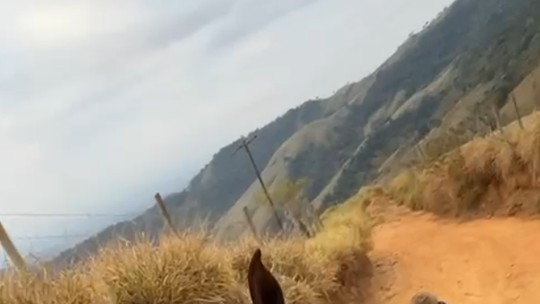 Tutor tenta justificar corte das patas de cavalo em Bananal; veja o que se sabe