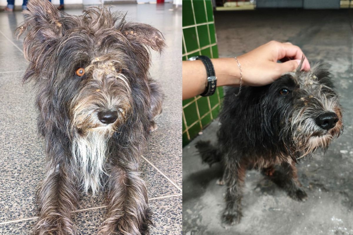 VÍDEO: cachorro espera há duas semanas por tutor que morreu em UPA de Cuiabá