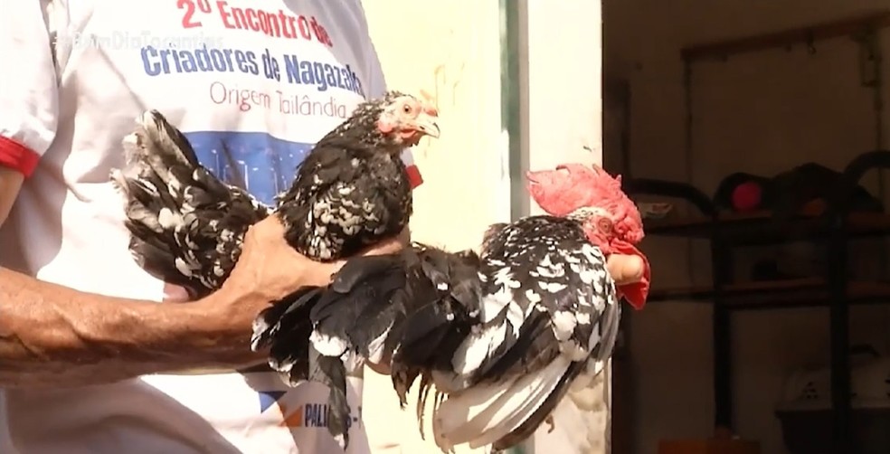 Casal de garnizés custa em média R$ 600 — Foto: Reprodução/TV Anhanguera