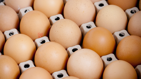 Exportações de frango podem cair neste ano, mas vendas de ovos devem disparar, diz associação - Segundo a Associação Brasileira de Proteína Animal (ABPA), exportações brasileiras de carne de frango devem ter uma queda de até 2% neste ano, em relação a 2024. Por outro lado, exportações de ovos podem fechar o ano com alta recorde de 116,6%.