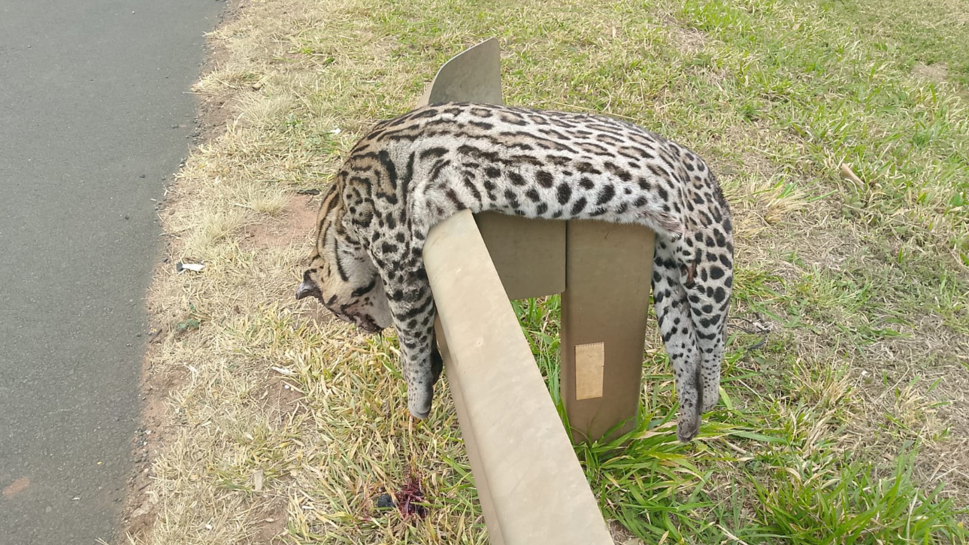 Jaguatirica é encontrada morta em rodovia de Bálsamo