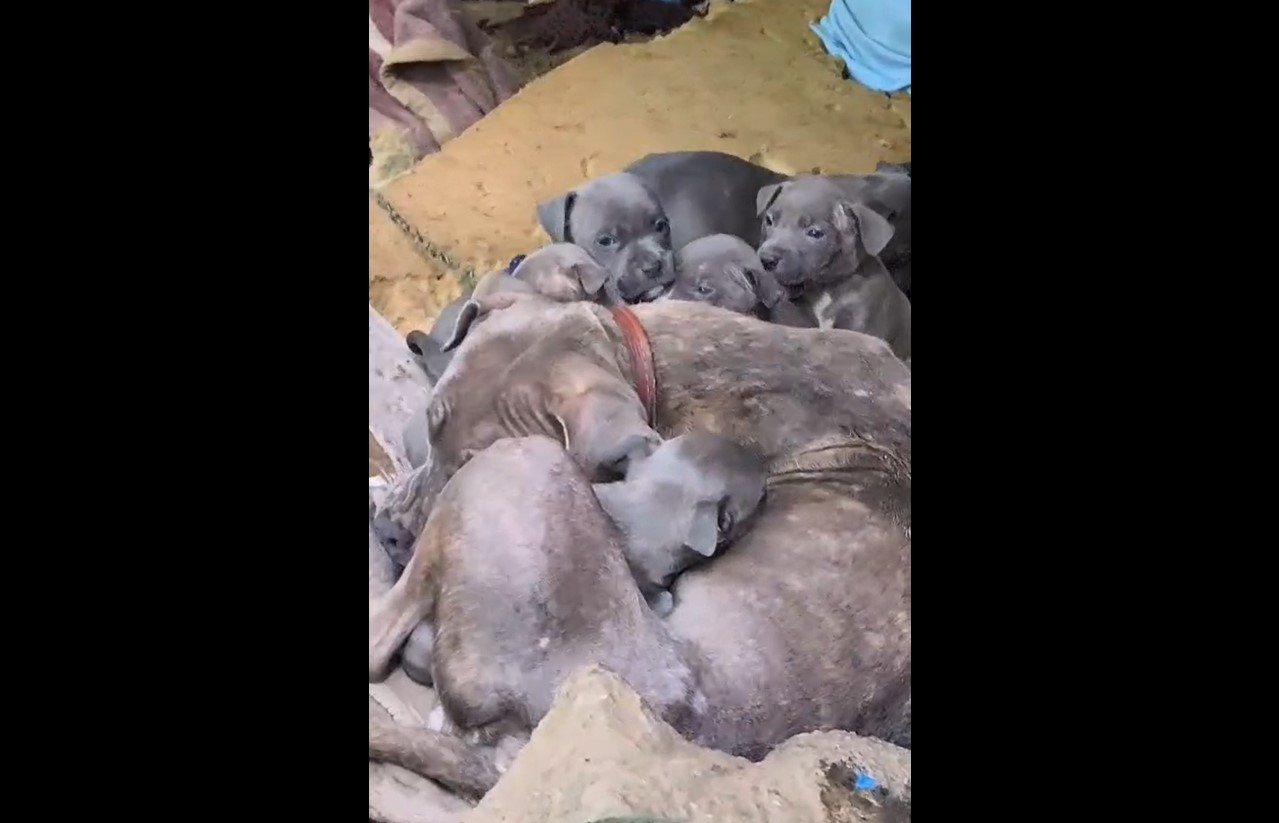 Filhotes de pitbull abandonados tremendo de frio em Balneário Camboriú são resgatados; VÍDEO 