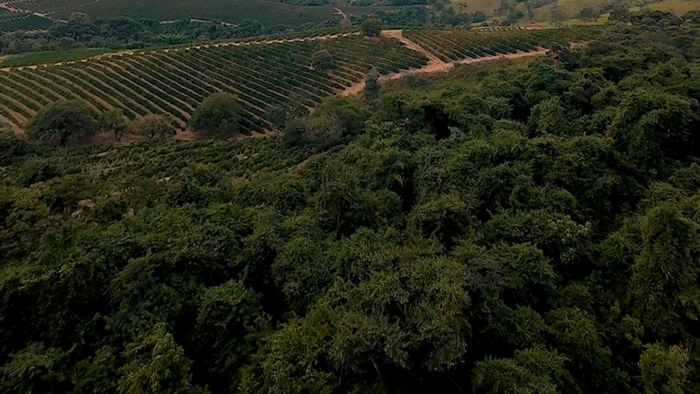 Fazenda em Três Pontas recebe créditos de carbono por arborização do café - Crédito: Gustavo Coetti