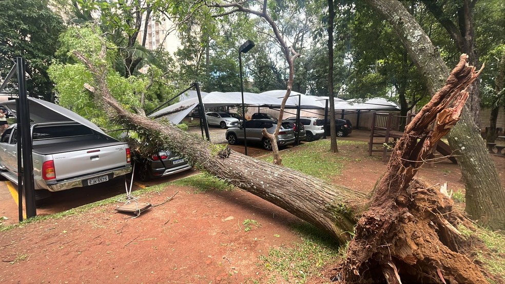 Árvore caiu sobre carro em condomínio na Zona Sul da capital — Foto: Arquivo pessoal