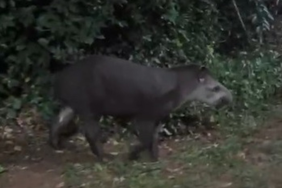 Família de antas surpreende cantor sertanejo durante passeio por parque de Campo Grande; veja vídeo