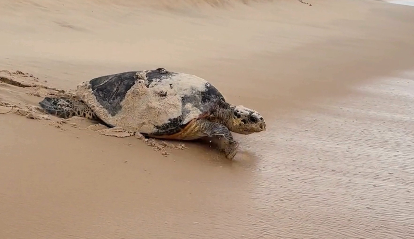 VÍDEO: Tartarugas são flagradas desovando no litoral do RN pela manhã, fato incomum