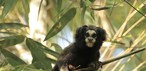 Koyu başlı marmoset veya kafatası şeklindeki marmoset (Callithrix aurita)