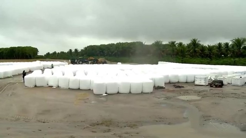 Cooperativa de leite investe na silagem do milho para alimentar gado durante a seca no Espírito Santo — Foto: TV Gazeta