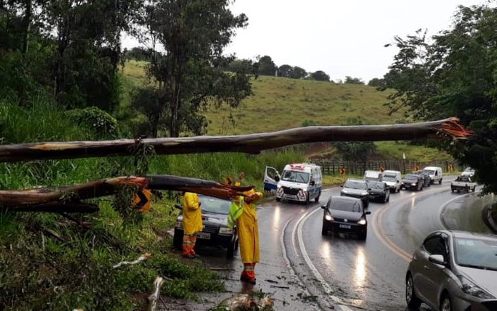 Árvore cai sobre a BR-459 durante a chuva próximo a Piranguinho; ninguém ficou ferido