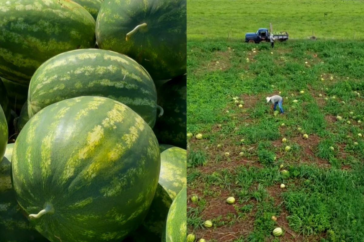 Entenda porque fruta queridinha do verão ganha força nesta época do ano