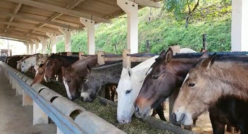 De onde vem o que eu uso: cavalos que participam da produção do soro  anti-Covid comem melaço e até escutam música clássica, Agro a  indústria-riqueza do Brasil
