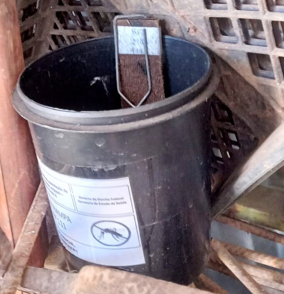 Armadilhas de ovitrampa permitem a contagem de ovos do mosquito da dengue — Foto: Jadir Costa/SES-DF