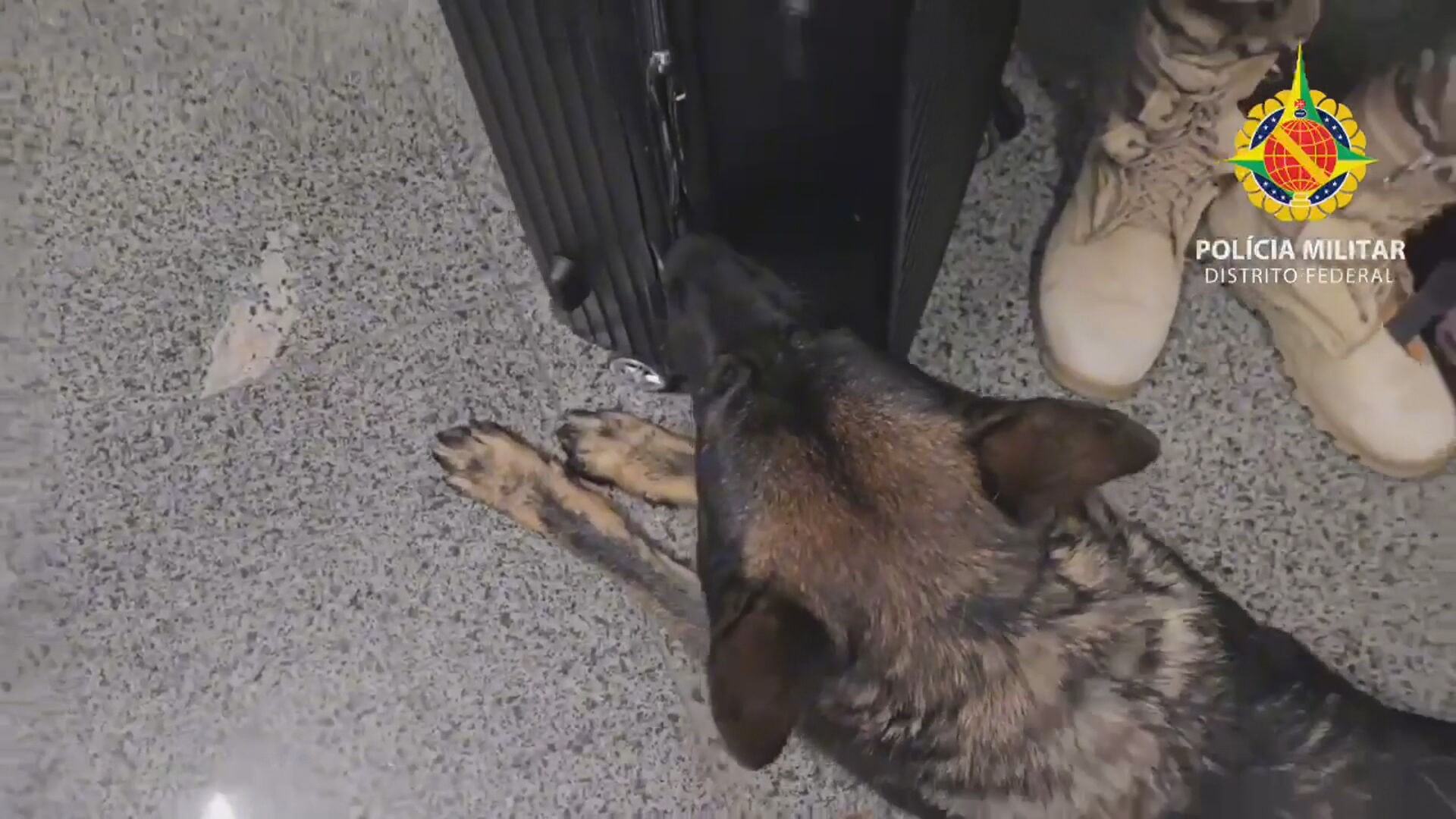 VÍDEO: cão farejador encontra mala abandonada com maconha, cocaína e ecstasy na Rodoviária Interestadual do DF