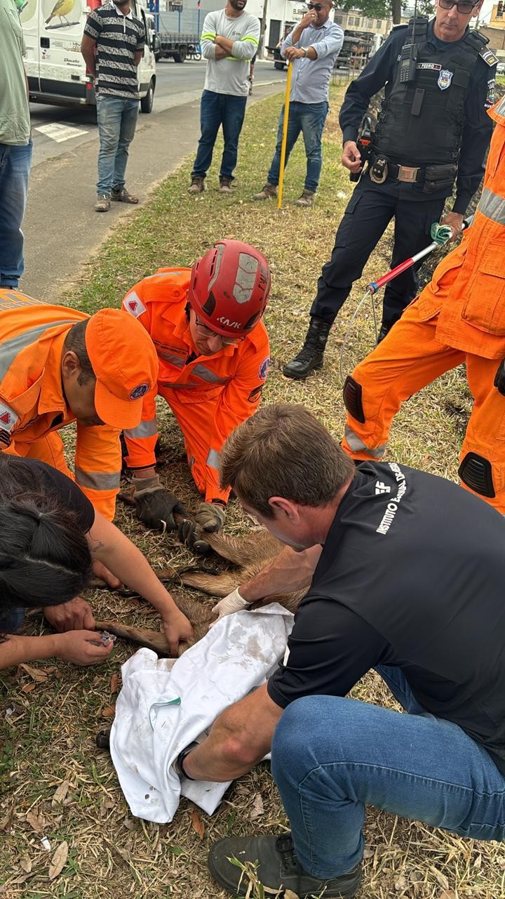 Veado-catingueiro flagrado às margens do Rio Paraibuna é capturado em Juiz de Fora 