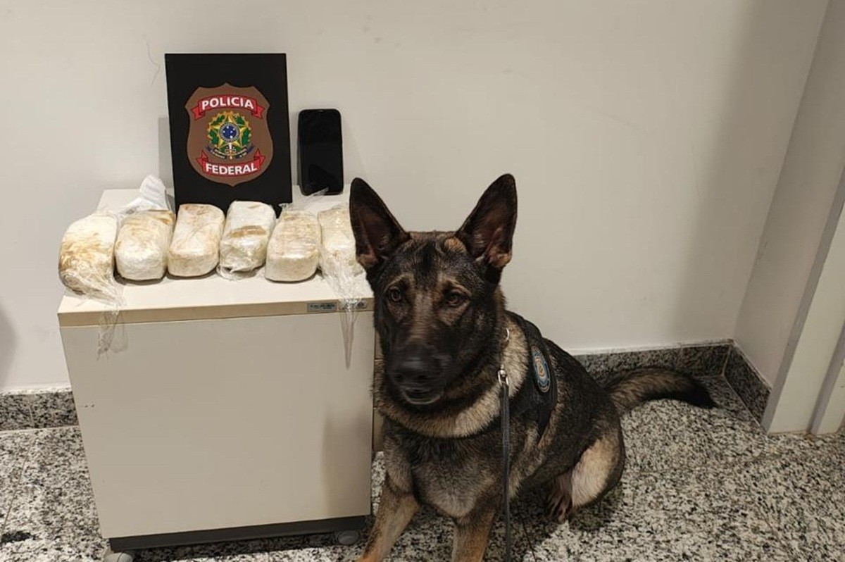 Passageiro tenta fugir do Aeroporto do Recife após cadela farejadora da PF encontrar 3,4 kg de pasta base de cocaína em mochila