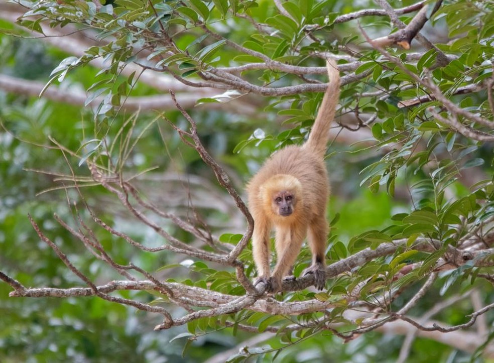 G1 - Macaco-prego é inteligente e pode saltar até três metros de distância  - notícias em Fauna
