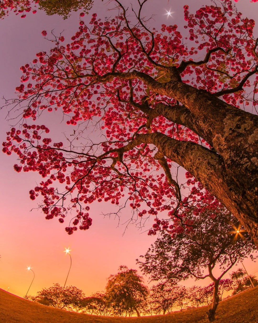 Ipê rosa — Foto: Reprodução Instagram: Fotografia e Astronomia