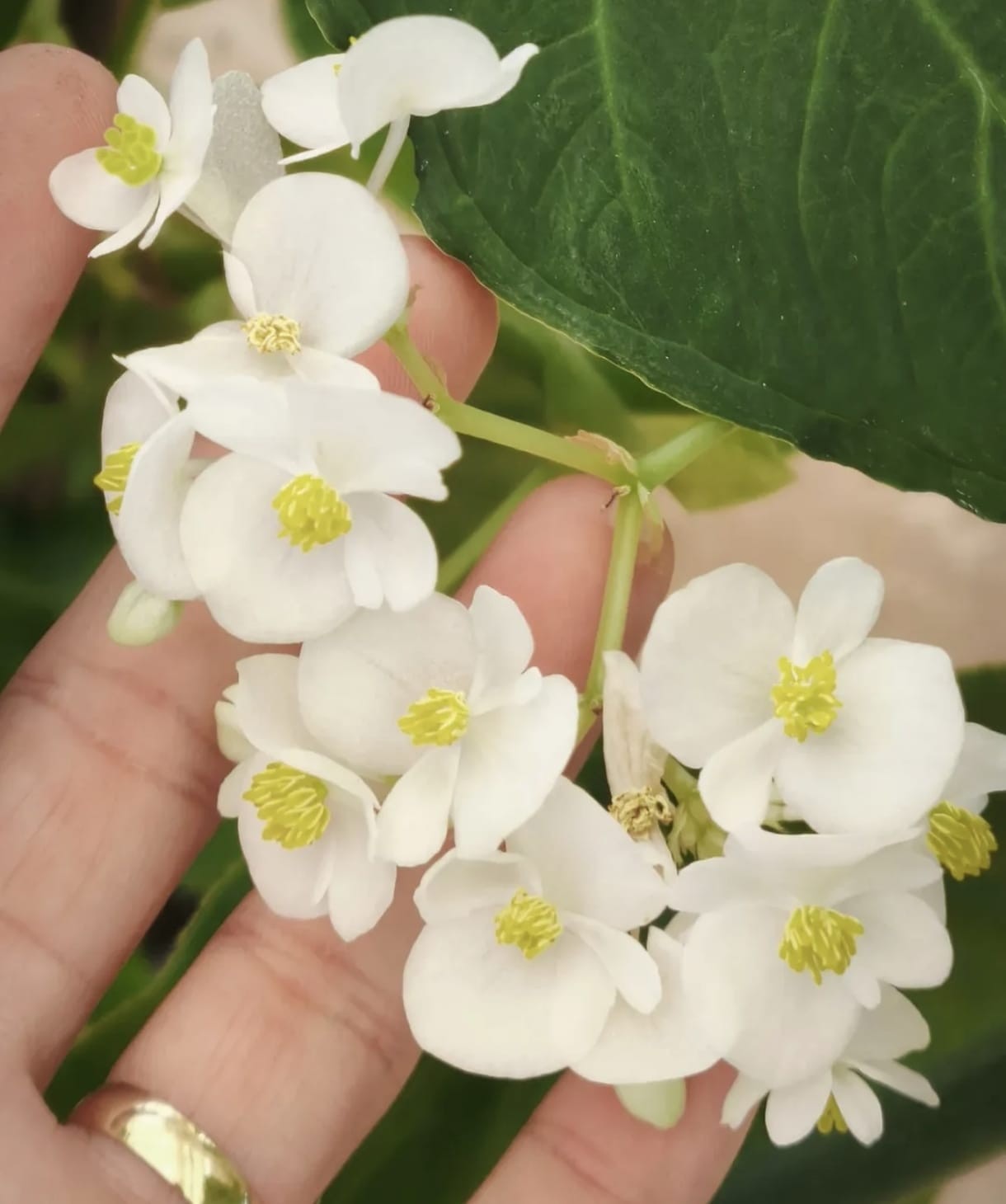 Flor comestível? Conheça plantas comestíveis e seus benefícios