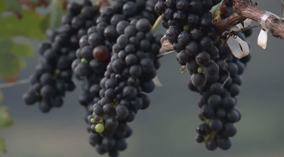 Uvas produzidas em fazenda de Uberaba para fabricação de vinhos — Foto: TV Integração/Reprodução