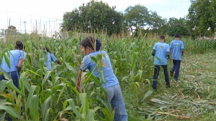 Alunos transformam horta da escola em feira agroecológica
