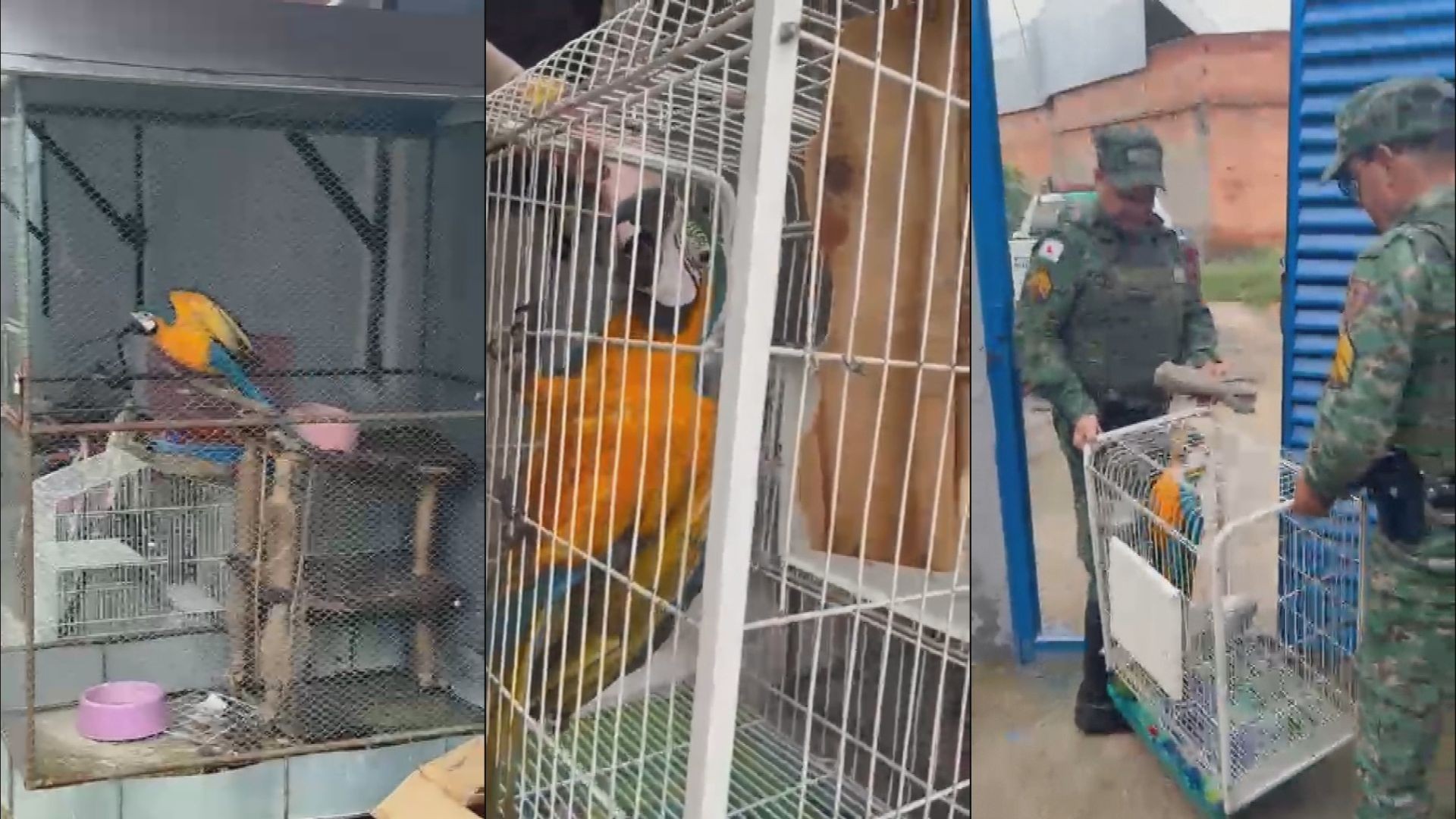 Aliado do CV foragido por tráfico de animais silvestres no RJ é preso em Minas Gerais