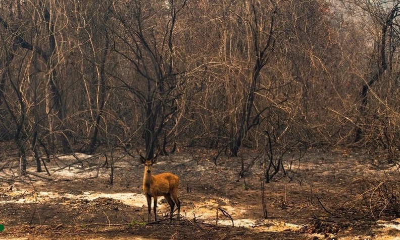 Relatório mostra estratégias dos animais e mudança de comportamento da fauna no maior incêndio no Pantanal em 2020