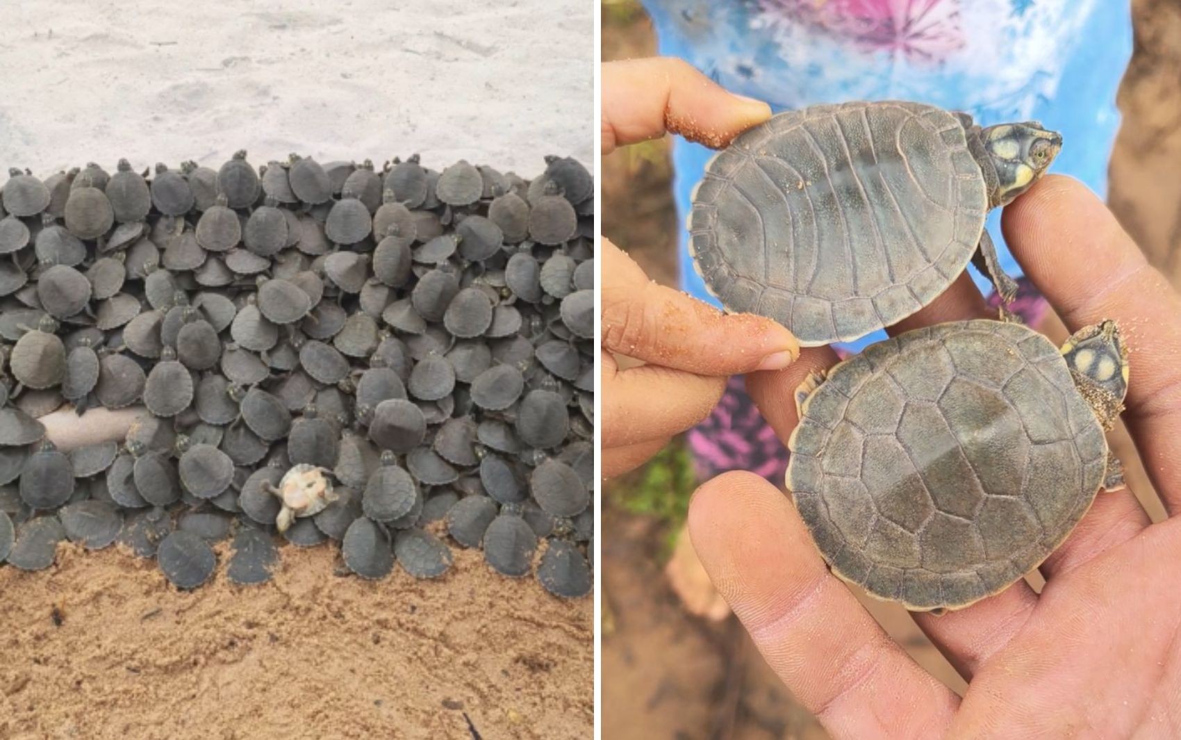 Vídeo registra milhares de tartarugas que nasceram às margens do Rio Araguaia, em Goiás