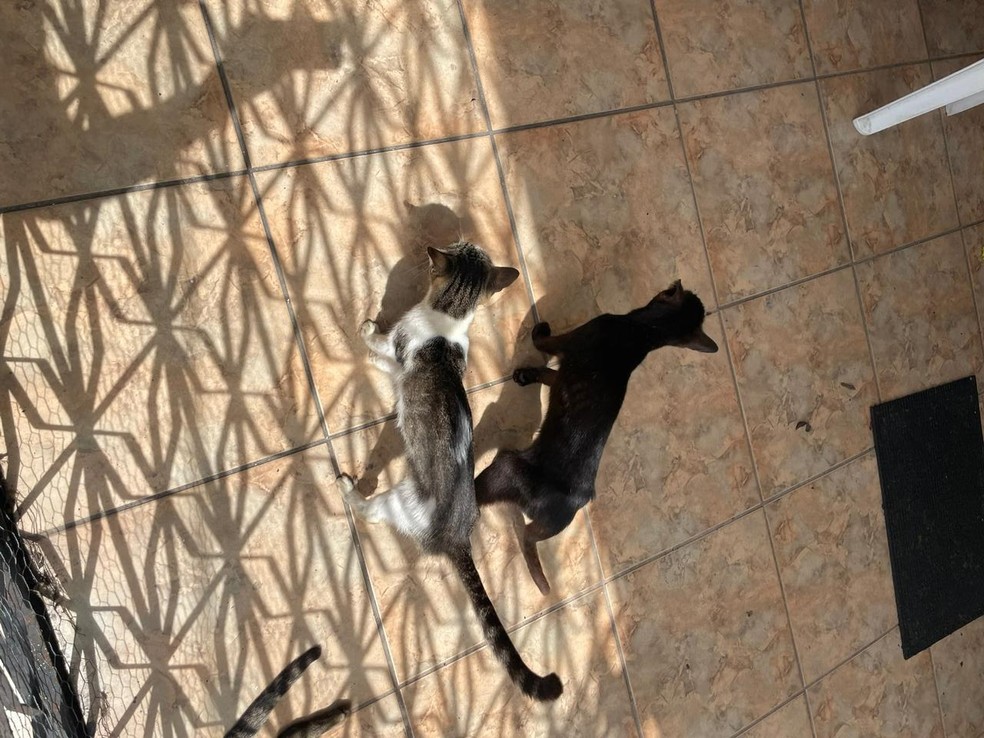 Homem é preso em Belém suspeito de manter mais de 20 gatos trancados sem água e comida. — Foto: Divulgação