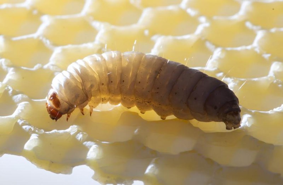 A saliva desta larva pode vir a ser um aliado importante na decomposição do plástico — Foto: Getty Images/via BBC