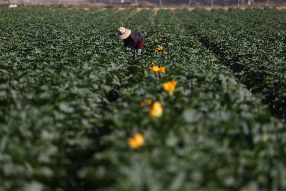 Imigrante trabalha em colheita em fazenda em Oxnard, Califórnia — Foto: REUTERS/Pilar Olivares