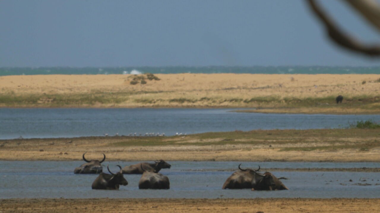 Como o Sri Lanka, 'santuário da vida selvagem' com ecossistemas únicos, enfrenta o desafio de se adaptar às mudanças climáticas