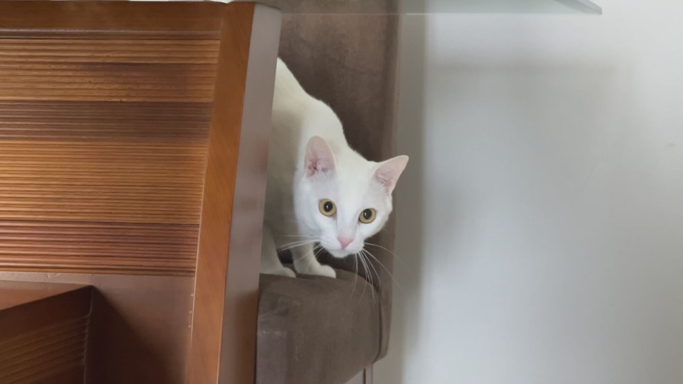 Número de gatos cresceu nas residências dos brasileiros — Foto: Reprodução/TV TEM