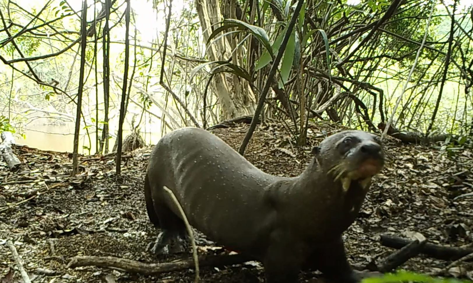 Ariranhas ‘dançam’ para marcar território; entenda comportamento flagrado em vídeo