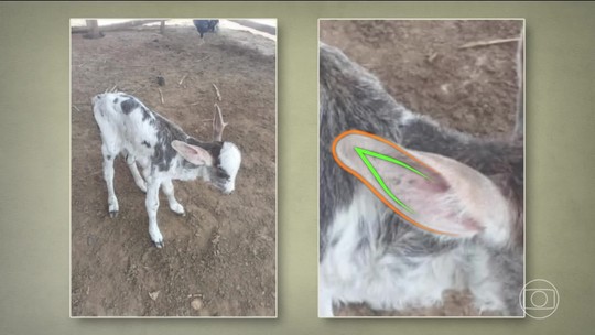 VÍDEO: bezerro ou jumento? Animal recém-nascido chama atenção por orelhas enormes  - Caso foi registrado em Itambé, no sudoeste da Bahia. Veterinário explica que a aparência inusitada é resultado de uma alteração genética rara; saiba mais.
