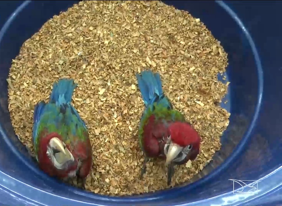 Operação apreende mais de 470 animais silvestres que seriam traficados no Maranhão — Foto: Reprodução/TV Mirante
